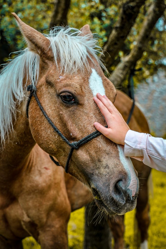 horse bonding tips