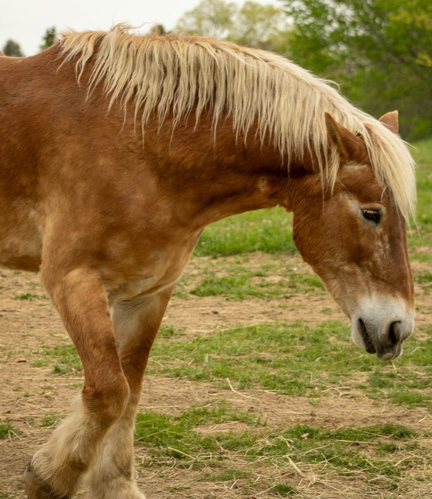 horse bonding tips