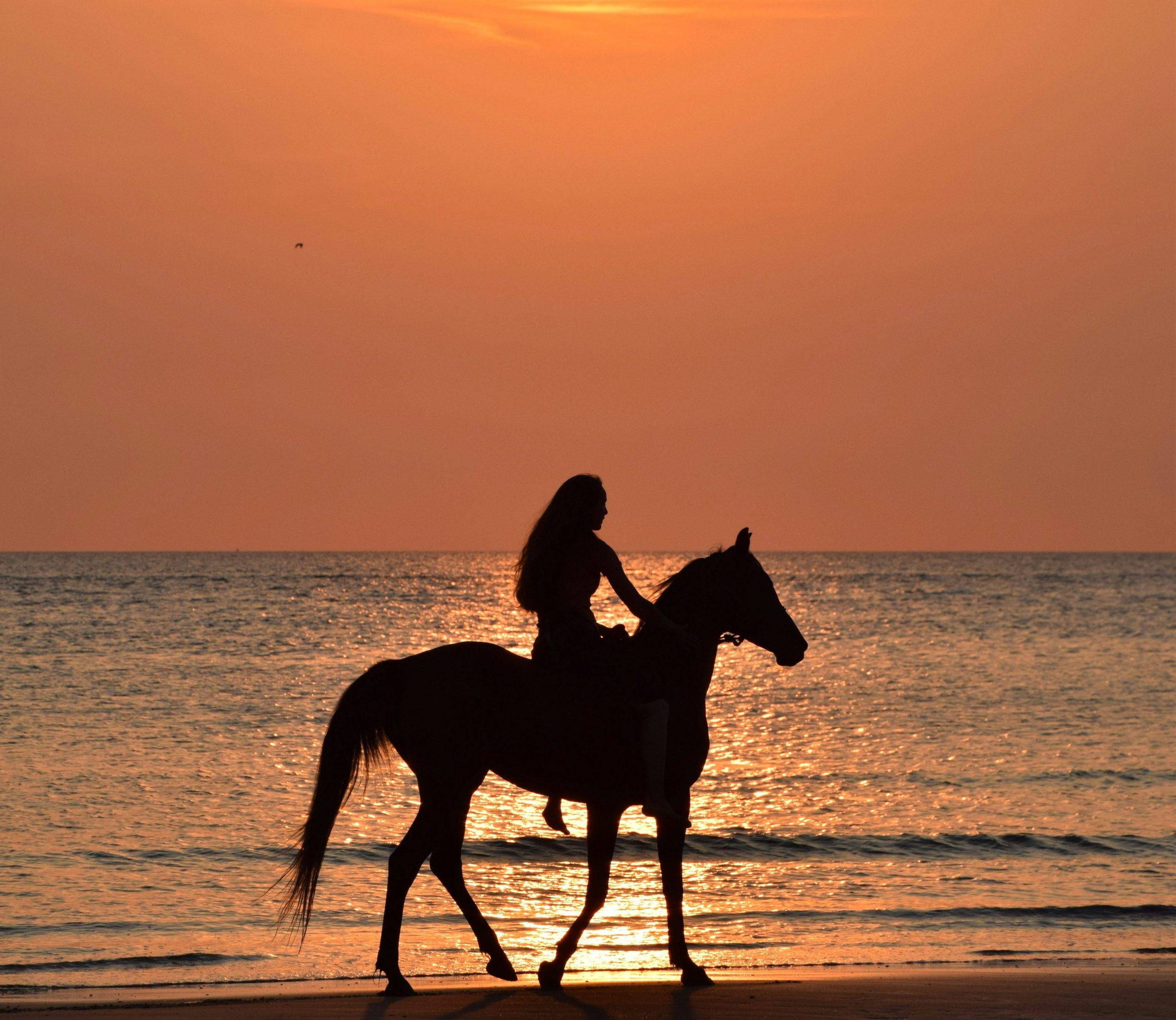 welcome to equine and country horizons