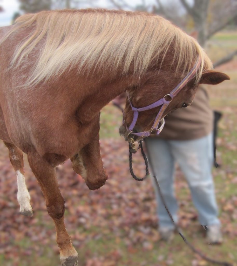 my horse is bowing