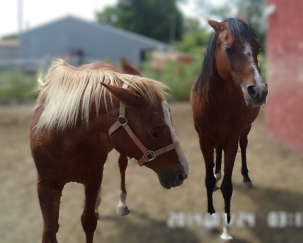 my mare cinny and another mare zoey