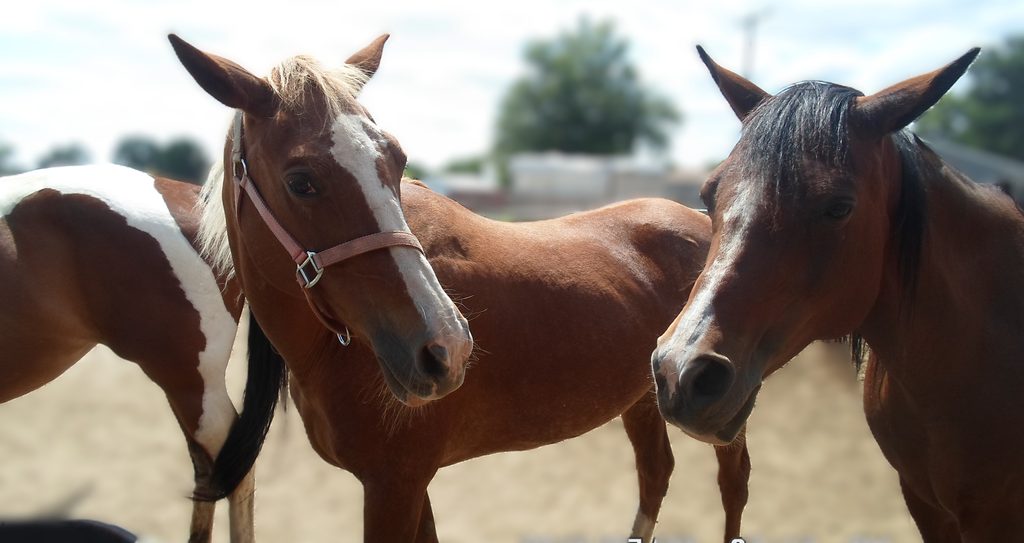 my mare cinny in the middle