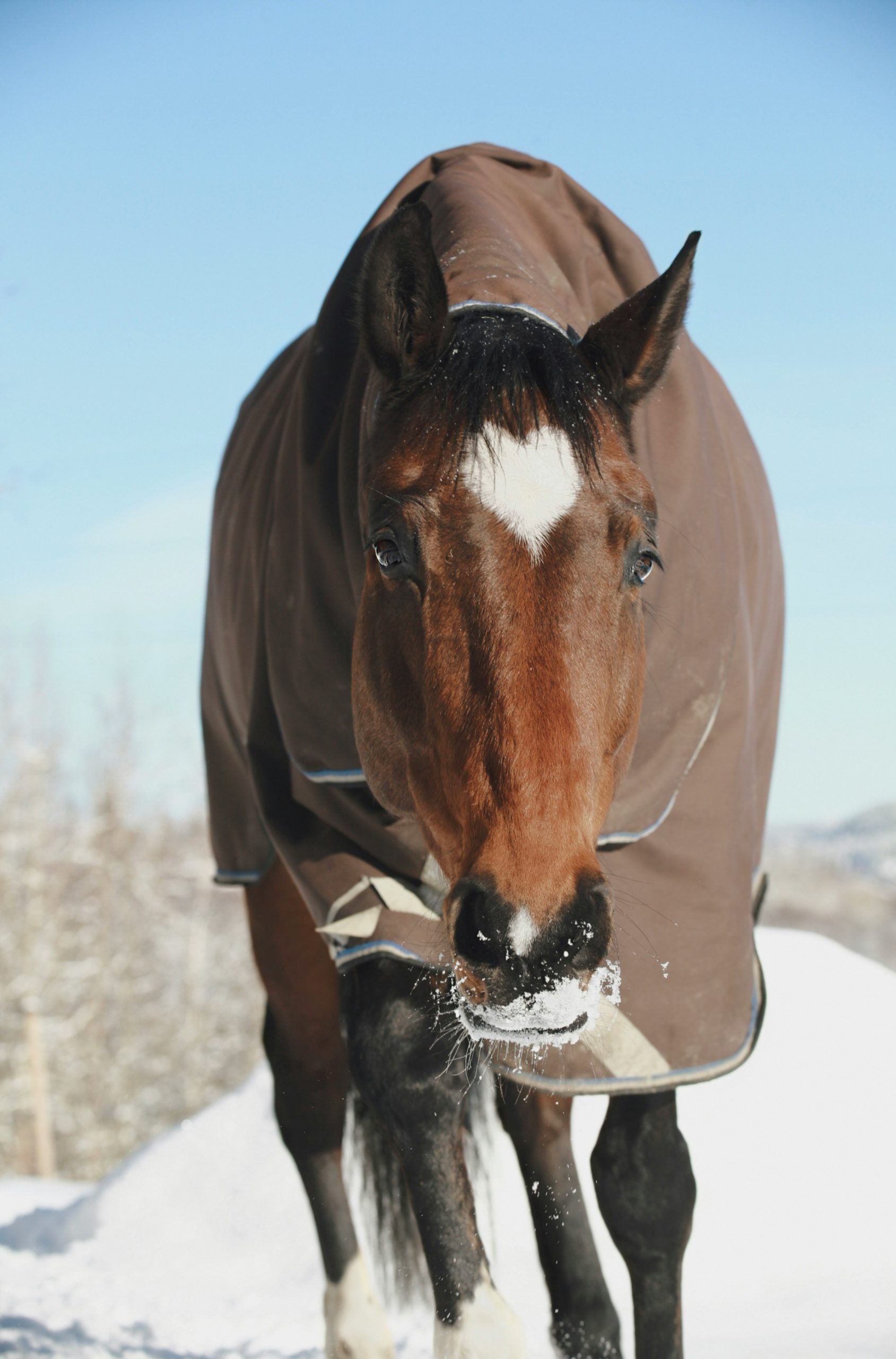 The Smart Horse Owner’s Guide to Winter Turnouts: