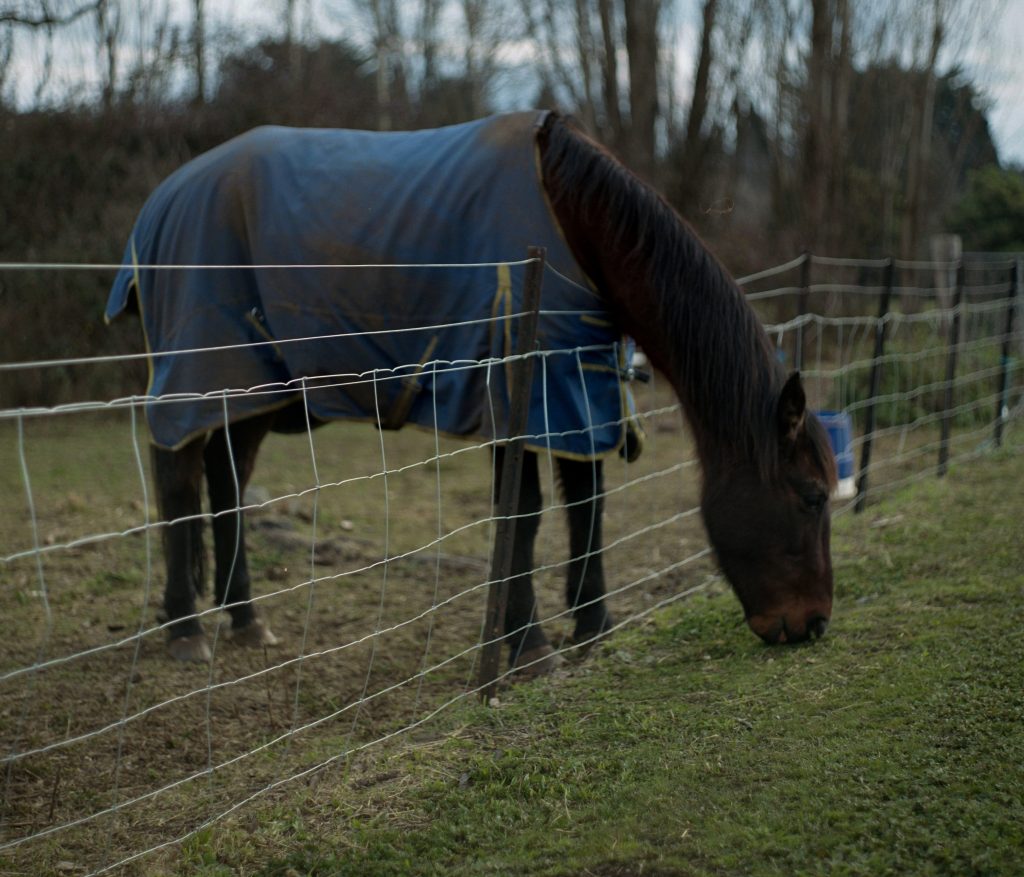 horse reaching over fence to eat grass