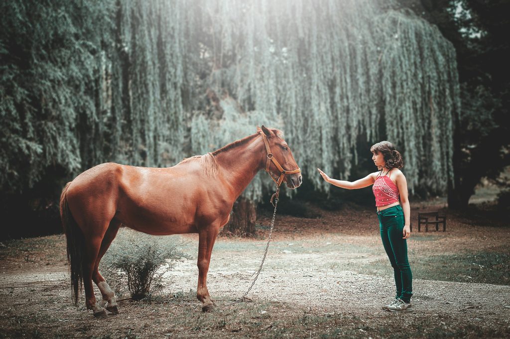 horse respect groundwork
