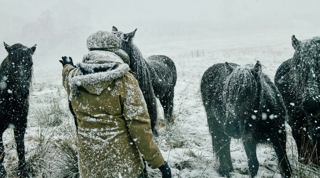 horses in the snow fall