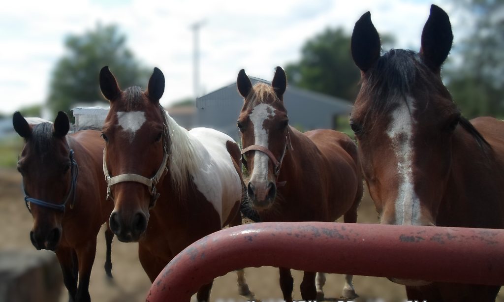 my 4 horses